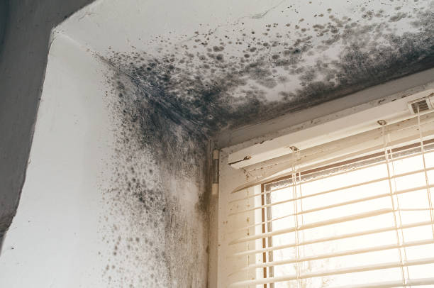 Affordable Attic Mold Remediation solutions in Owings, MD