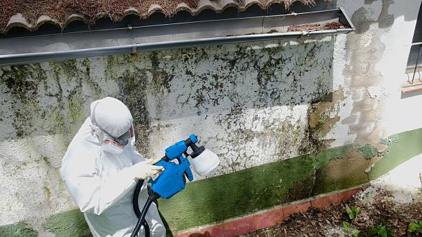 Top rated local Attic Mold Remediation specialists in Owings, MD